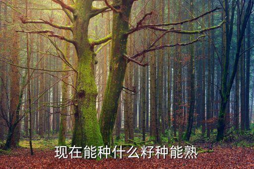 籽种，现在能种什么籽种能熟