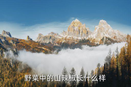 野菜中的山辣椒长什么样