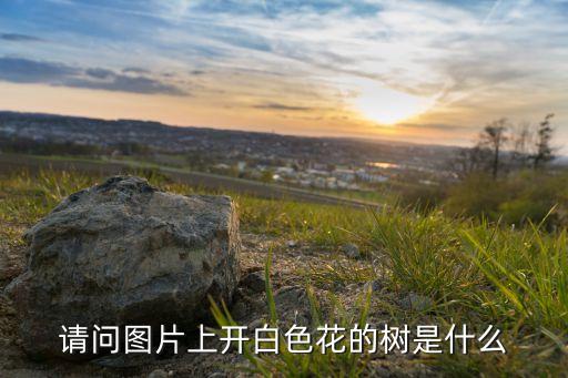 绣球树图片，种子是绿绣球的树是什么树
