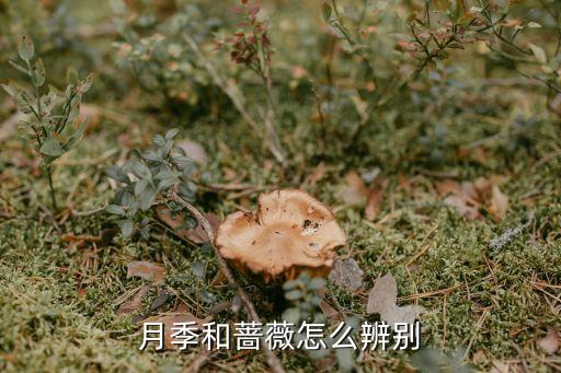 月季和蔷薇，蔷薇和月季的区别是什么