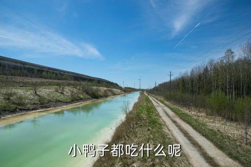 小鸭子都吃什么呢