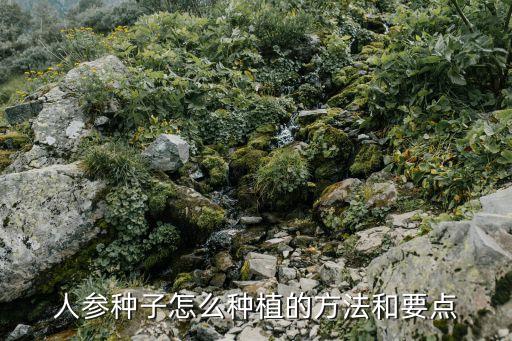 人参种子怎么种植的方法和要点