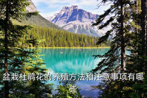 杜鹃花的养殖方法和注意事项，怎样养杜鹃花