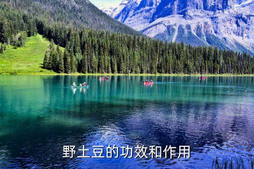 野洋芋图片大全，野土豆又叫什么