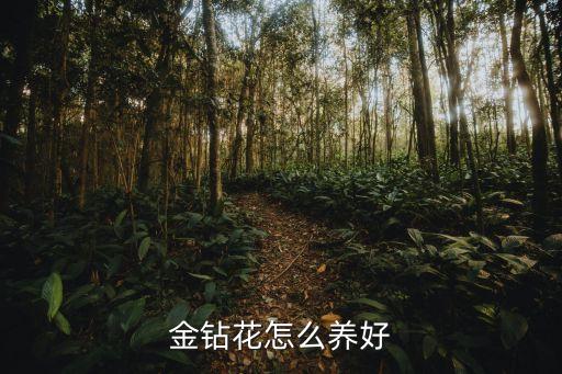 金钻的养殖方法和注意事项，金钻花怎么养好