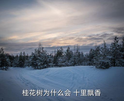 桂花飘香，金桂飘香的含义