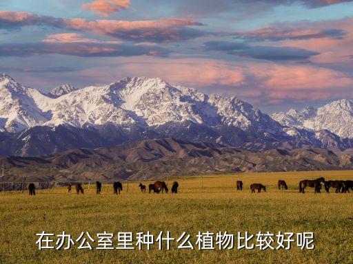 在办公室里种什么植物比较好呢
