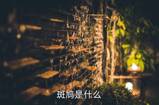 斑鸽，斑鸠是什么东西