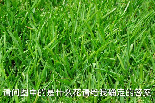路边菊的图片，我想知道菊花所有品种及图片详细的