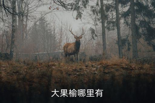 大果榆哪里有