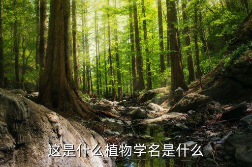 羊角瓜图片，天津有种青色的甜瓜叫羊角蜜