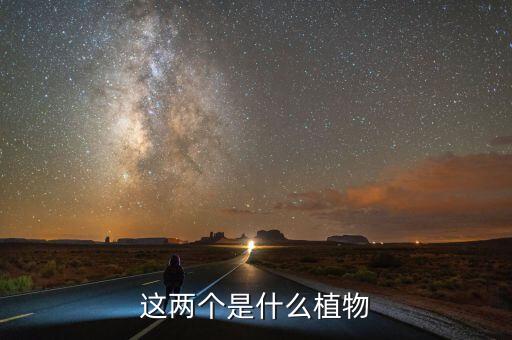 白玉虎皮兰，这两个是什么植物