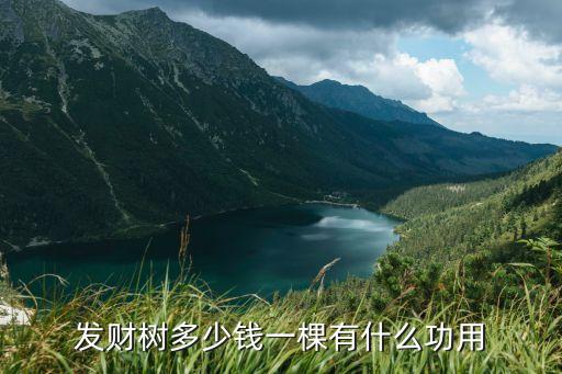 发财树多少钱一棵有什么功用