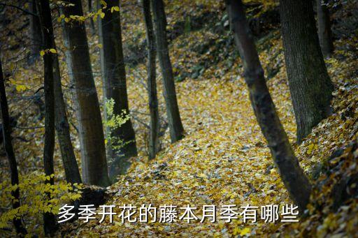 藤本月季品种，藤本月季有几个品种