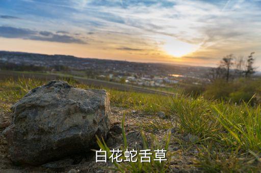 白花蛇舌，白花蛇舌草