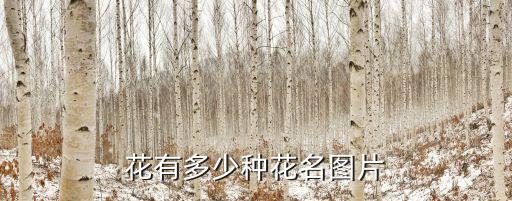各种花卉大全，七十二种花的名字