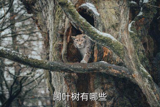 常绿树有哪些，被子植物有哪些 被子植物有哪些