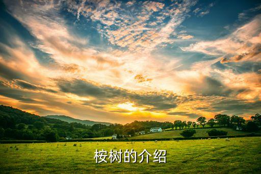 桉树的介绍