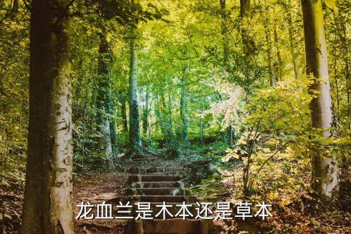 龙血兰是木本还是草本