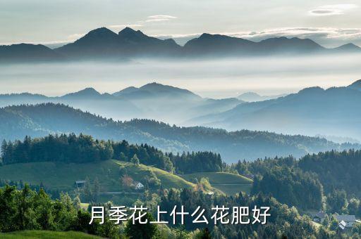 月季花最好的肥料，月季花上什么花肥好