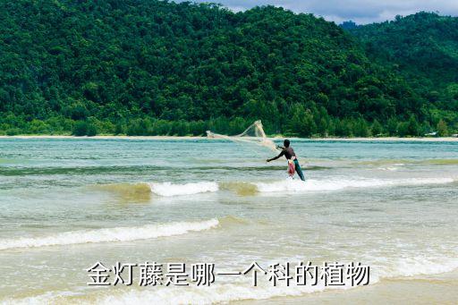 金灯藤，这是什么植物叫什么
