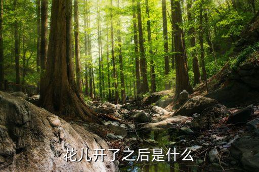 花开过后，花儿开了之后是什么