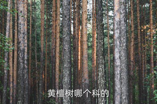 黄檀树哪个科的