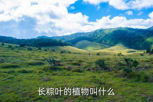 长粽叶的植物叫什么