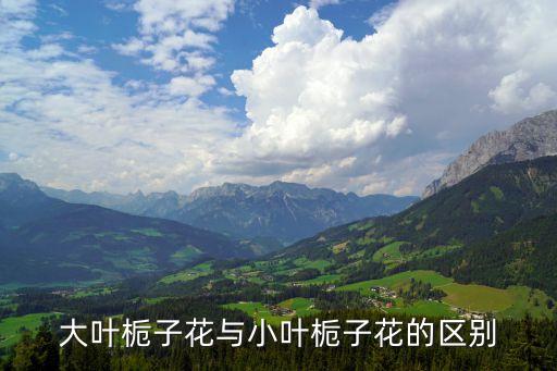 大叶栀子花与小叶栀子花的区别