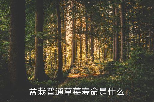 草莓能活几年，草莓的寿命是多少