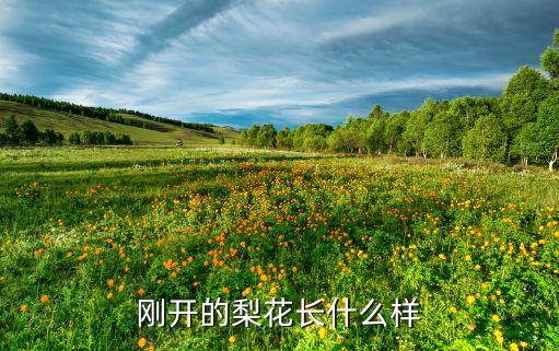 刚开的梨花长什么样