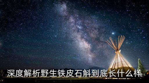 深度解析野生铁皮石斛到底长什么样