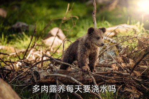 多肉要经常浇水吗，多肉植物需要天天浇水么