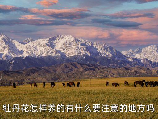 牡丹花怎样养的有什么要注意的地方吗