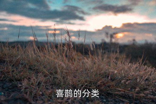 喜鹊的分类