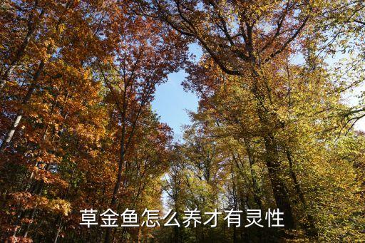 草金鱼怎么养才有灵性