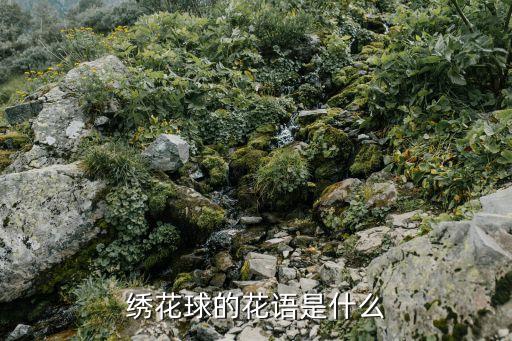 绣花球的花语是什么
