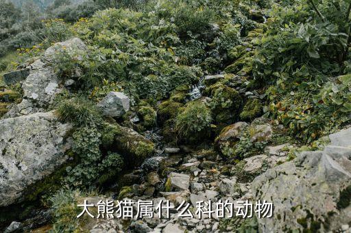 大熊猫什么科，熊猫属于哪一科类动物