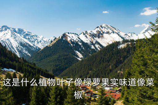 这是什么植物叶子像绿萝果实味道像菜椒