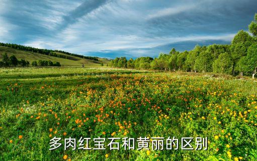 多肉红宝石和黄丽的区别