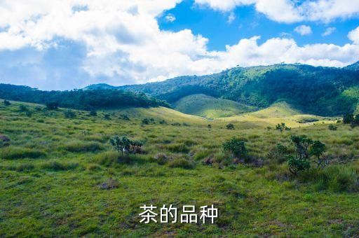 茶的种类，茶叶的名称有哪些茶叶有哪些名称