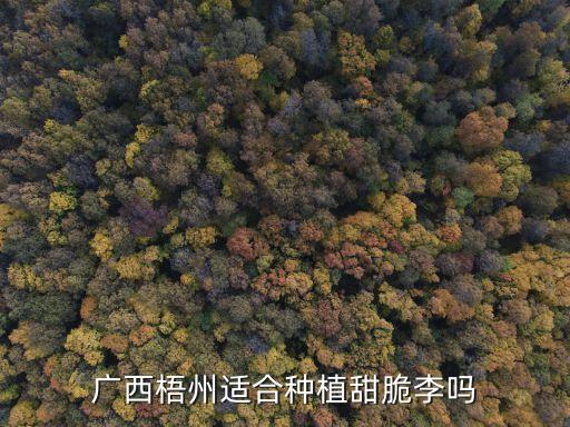 茵红李，广西梧州适合种植甜脆李吗