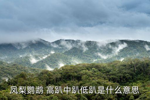 凤梨鹦鹉 高趴中趴低趴是什么意思