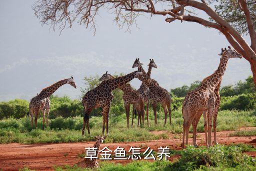 草金鱼怎么养