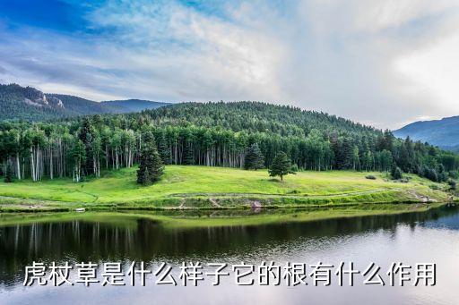 虎杖草是什么样子它的根有什么作用