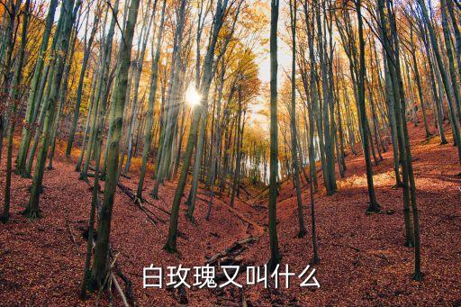坦尼克白玫瑰，谁能介绍一下坦尼克是一种怎样的玫瑰