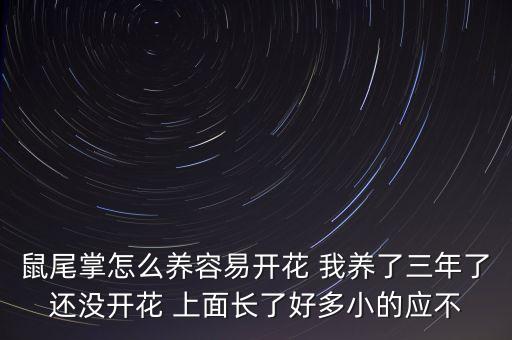 鼠尾掌怎么养容易开花 我养了三年了还没开花 上面长了好多小的应不