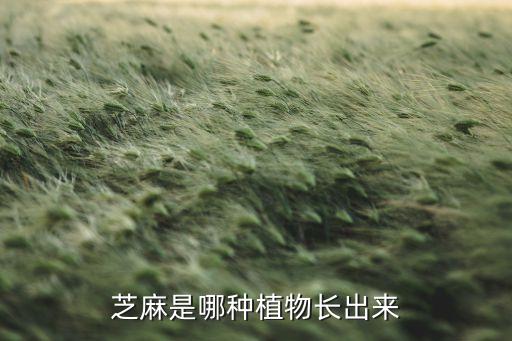 芝麻是哪种植物长出来
