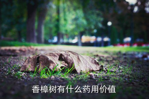 香樟树有什么药用价值