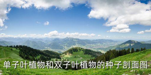 单子叶植物和双子叶植物的种子剖面图